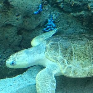 Meet your Posher, Yolanda